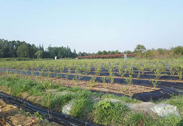 成都逸田藍莓種苗基地