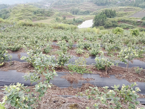 四川藍(lán)莓種植技術(shù)