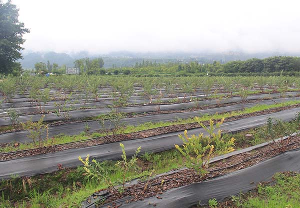 涼山哪里有藍莓種苗基地