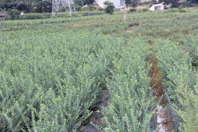 西昌挖斷山藍莓種植基地